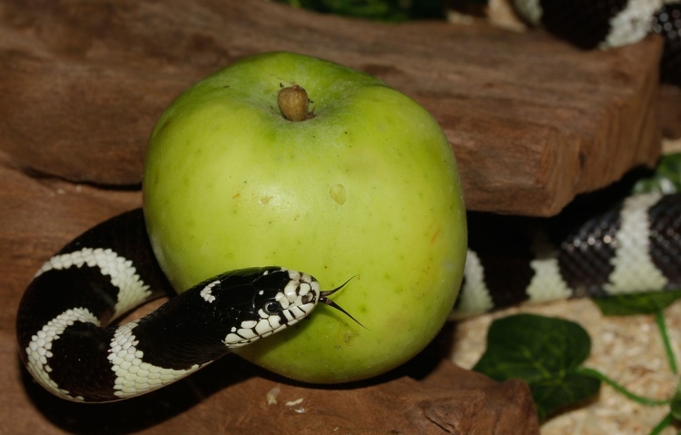 apple and snake 750pb